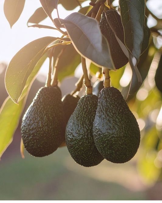 A bunch of avocado's ripening on the bush