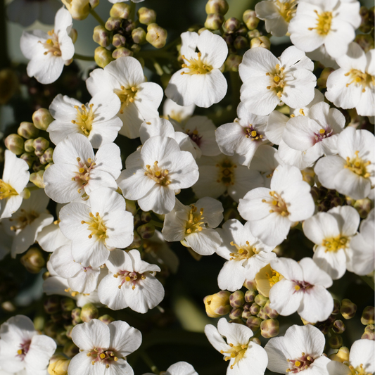 Abyssinian Seed Oil: Nourishment, Deep Radiance