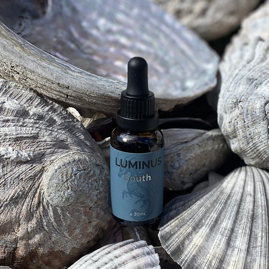 A 30ml amber glass dropper bottle of Luminus South beard oil, nestled among natural gray seashells and driftwood.